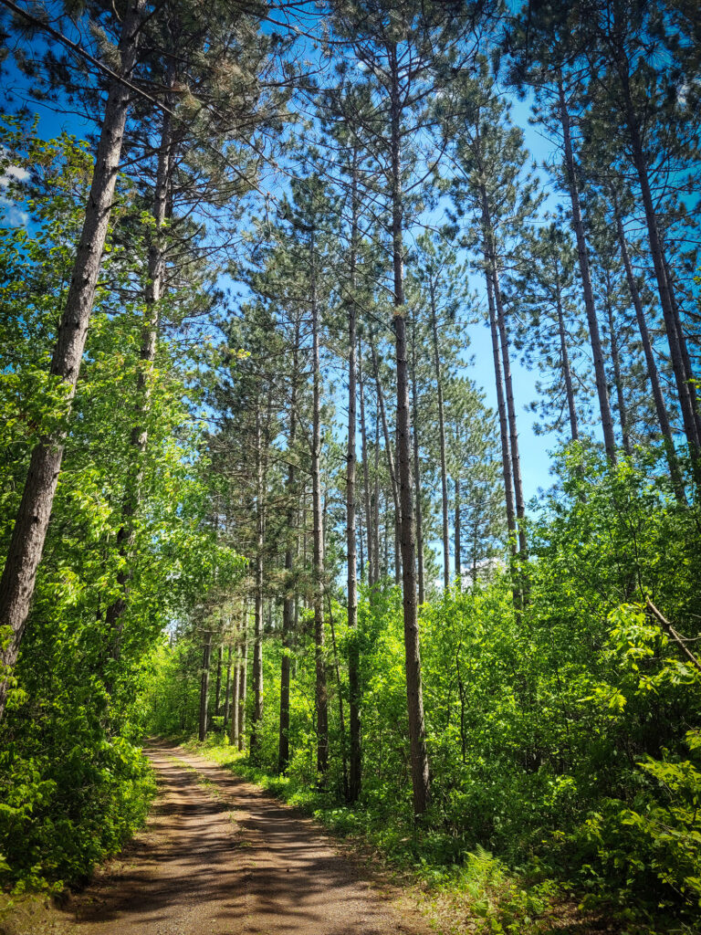 Hiking trail at St. Croix State Park