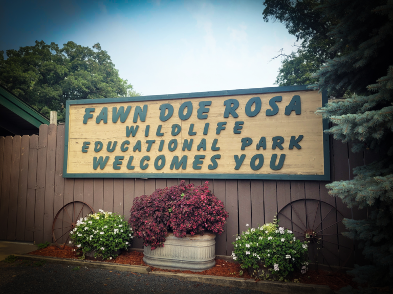 How to Spend a Wildly Fun Day at Fawn Doe Rosa